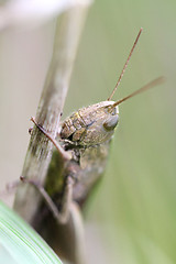 Image showing Brown grasshopper sits in the grass