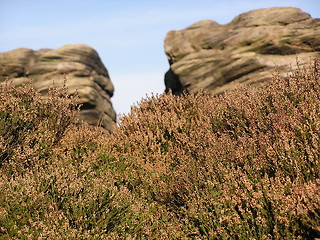 Image showing Heather