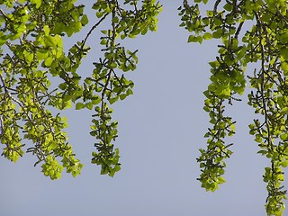 Image showing Branches and Sky