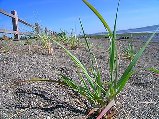 Image showing Beach Grass