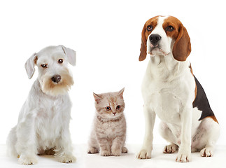 Image showing three domestic animals cat and dogs