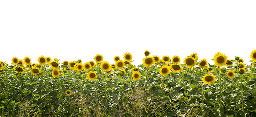 Image showing field of sunflowers