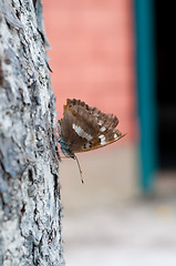 Image showing Butterfly