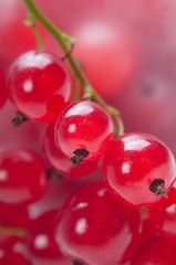 Image showing Red currant, macro shot