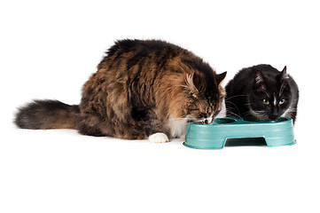 Image showing Two cats eating