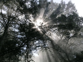 Image showing Sunbeams