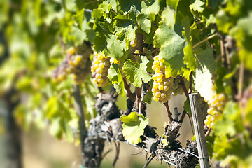 Image showing Wine white