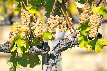 Image showing Wine white