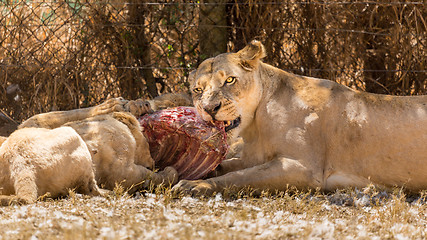 Image showing Lioness eating with her cubs