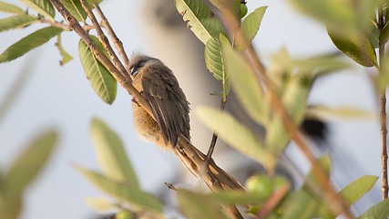 Image showing Sleepy Speckled Mousebird