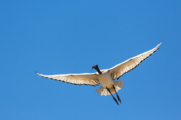 Image showing A Crane in flight