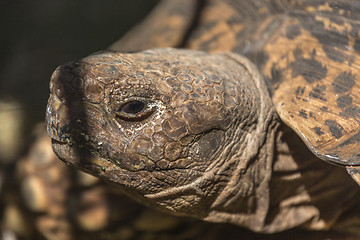 Image showing Sulcata Tortoise