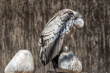 Image showing Cape Vulture