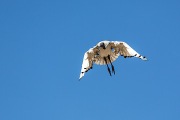 Image showing A Crane in flight