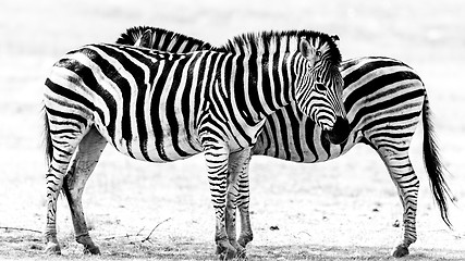 Image showing Zebras