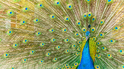 Image showing Peacock