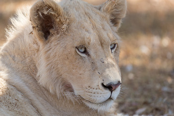 Image showing Young white lion