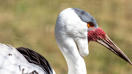 Image showing Wattled Crane