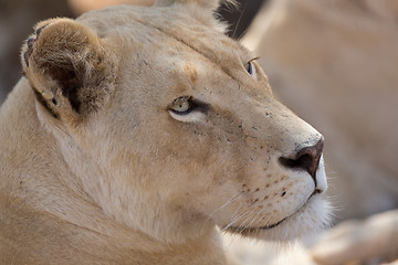 Image showing Young white lion