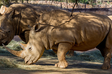 Image showing Rhinos