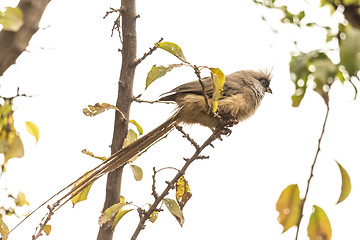 Image showing Speckled Mousebird