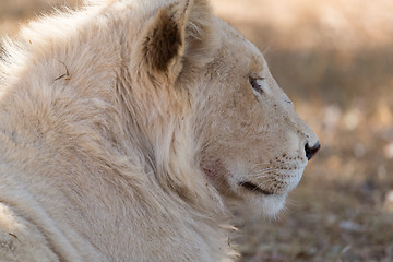 Image showing Young white lion