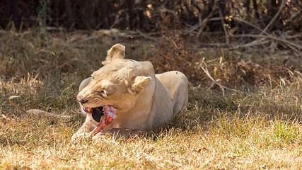 Image showing White lion