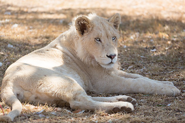 Image showing Young white lion