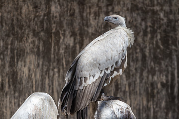 Image showing Cape Vulture