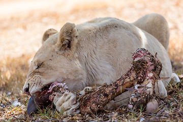 Image showing White lion