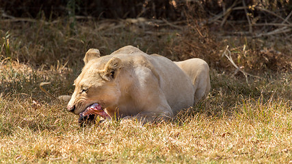 Image showing White lion