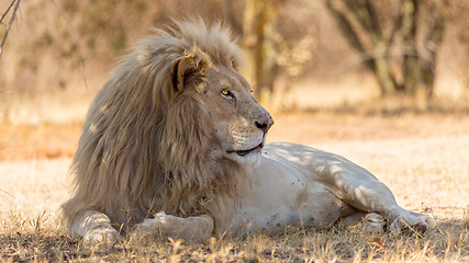 Image showing White lion