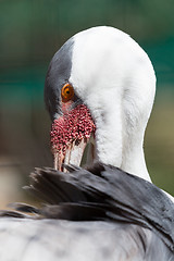 Image showing Wattled Crane