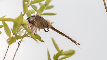 Image showing Speckled Mousebird in flight