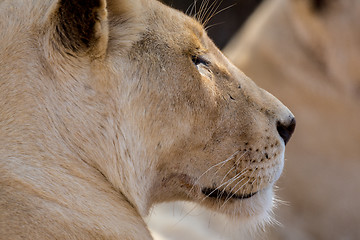 Image showing Young white lion