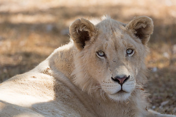 Image showing Young white lion