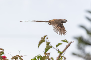 Image showing Speckled Mousebird in flight