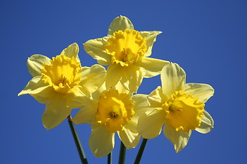 Image showing Daffodils and blue sky