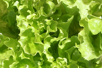 Image showing Lettuce