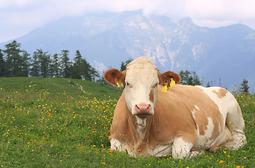 Image showing Resting cow