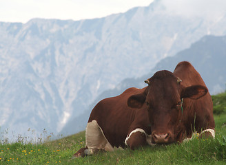 Image showing Resting cow