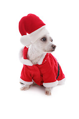 Image showing Christmas festive dog wearing santa hat looks sideways