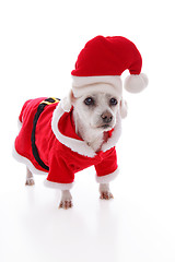 Image showing White dog wearing a red and white santa costume