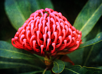 Image showing Waratah (telopea) growing in natural habitat