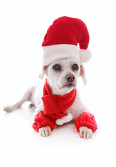 Image showing Cosy dog wearing a santa hat