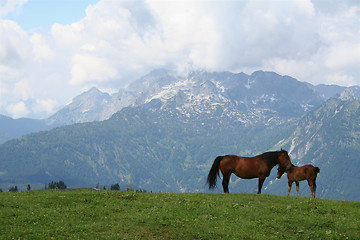 Image showing Horses in mountains