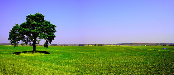 Image showing Lonely tree on green field