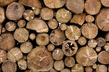 Image showing Log Pile