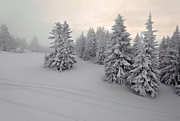 Image showing Winter forest