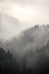 Image showing Foggy forest